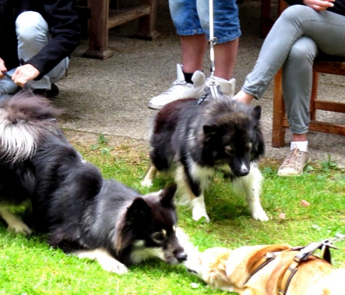 finnischer-lapphund