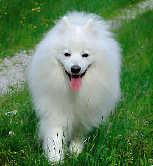 Cesar Canincatt