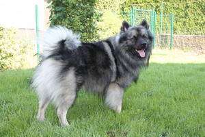 Gismo von der Steinbruch-Maut