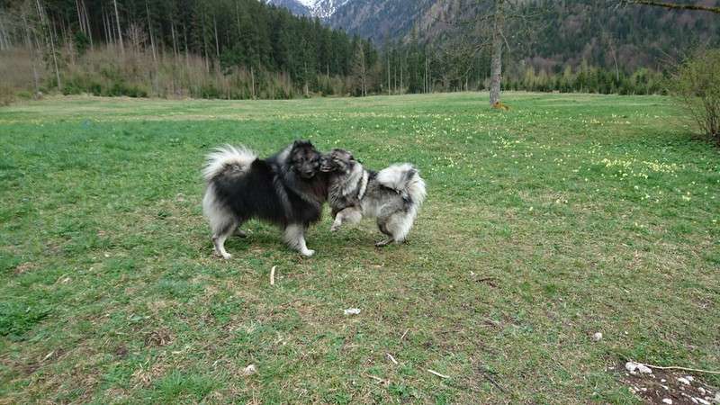 Wurfmeldung Wolfsspitz „vom Daxstein“