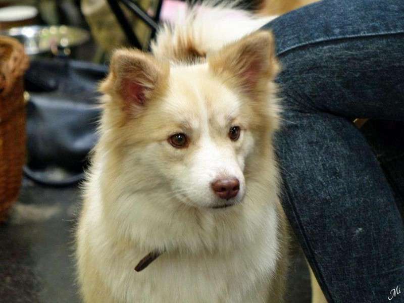 Deckmeldung Islandhund von „Keisaraskógur“