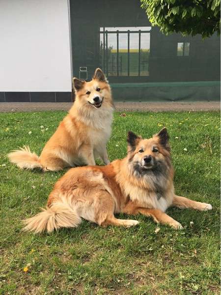 Islandhunde vom Feinasberg