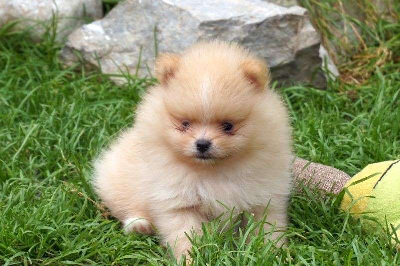 Pomeranian „CORAZON DEL AMOR“