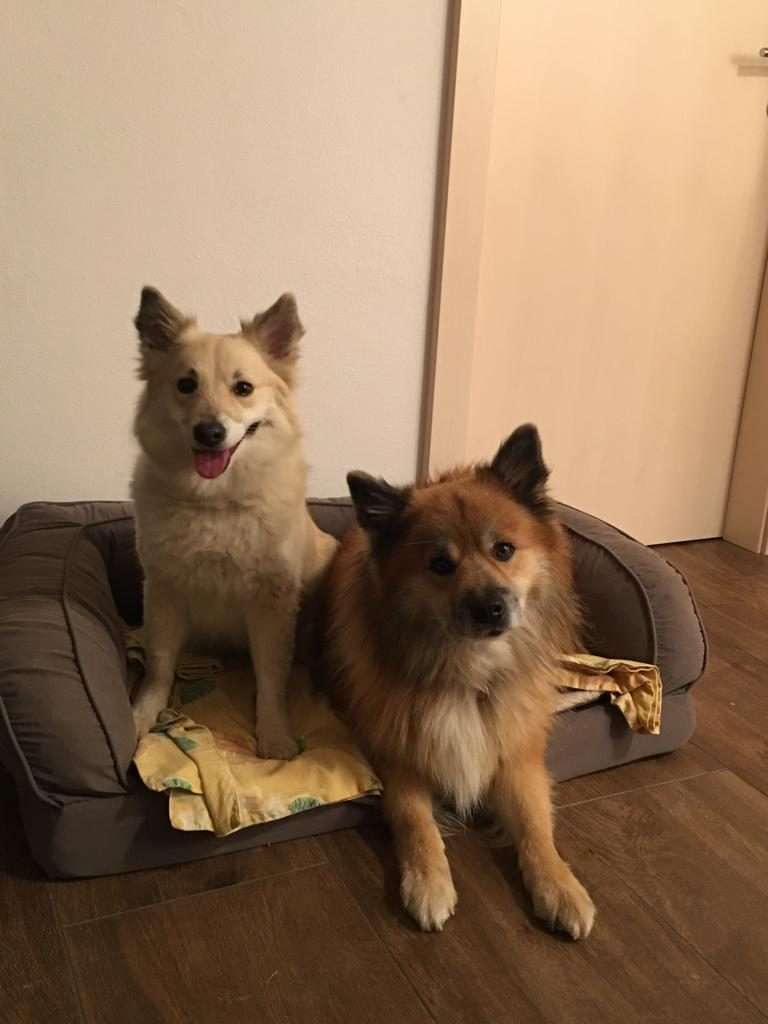 Wurfmeldung Islandhunde “ Keisaraskógur“