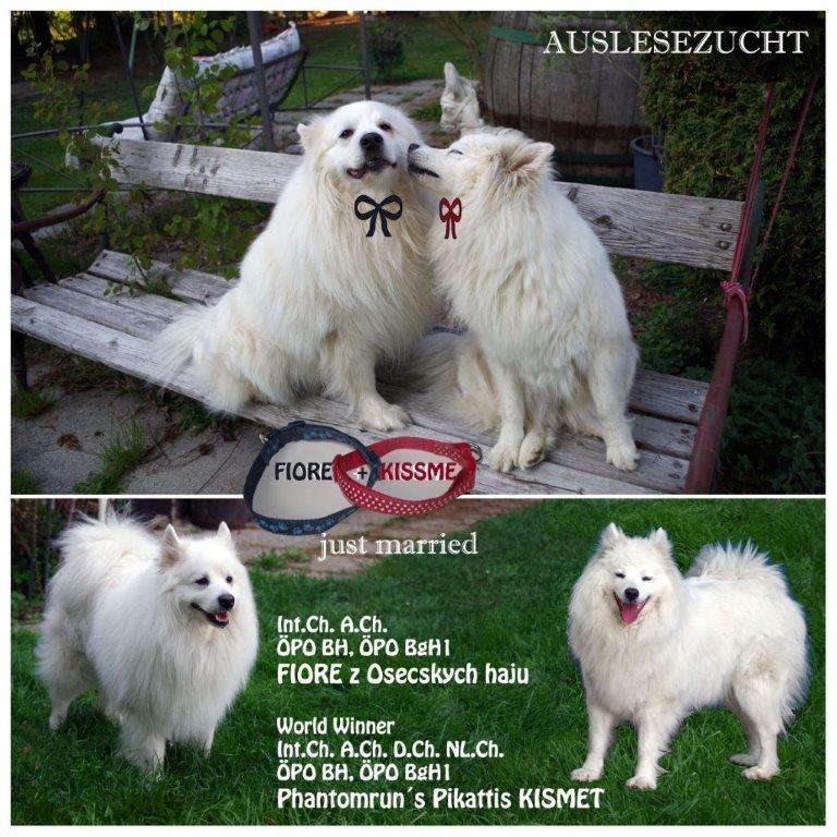 Deckmeldung Großspitze von „Krassa Austria“