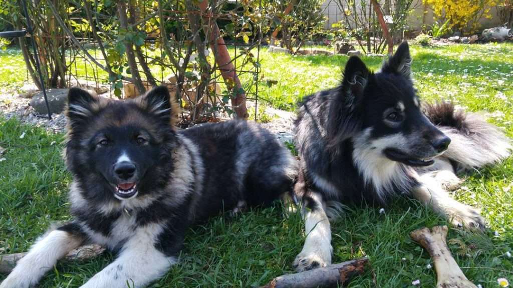 Wurfmeldung Finnischer Lapphund „Lumikoirat“