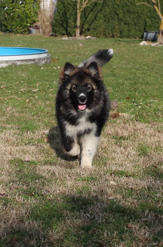 Deckmeldung Finnischer Lapphund „Lumikoirat“