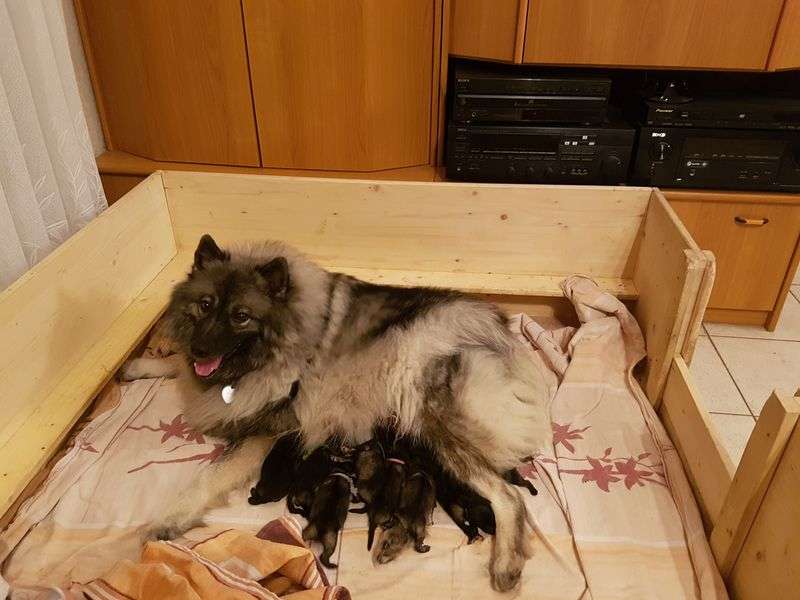 Wurfmeldung Wolfsspitze „vom Kranzlspitz“