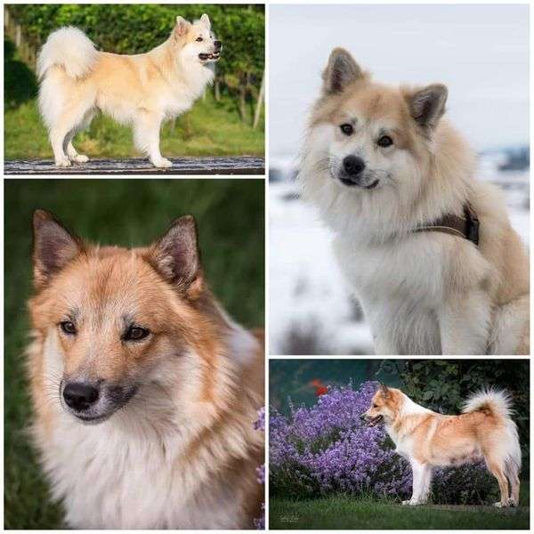 Deckmeldung Islandhunde „Austurrikis“