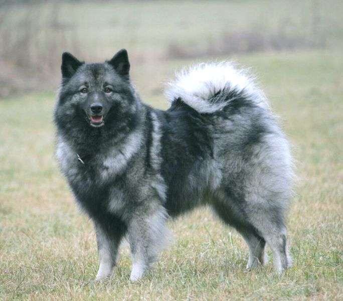 Deckmeldung Wolfsspitz „von Fritzi´s Wölfen“