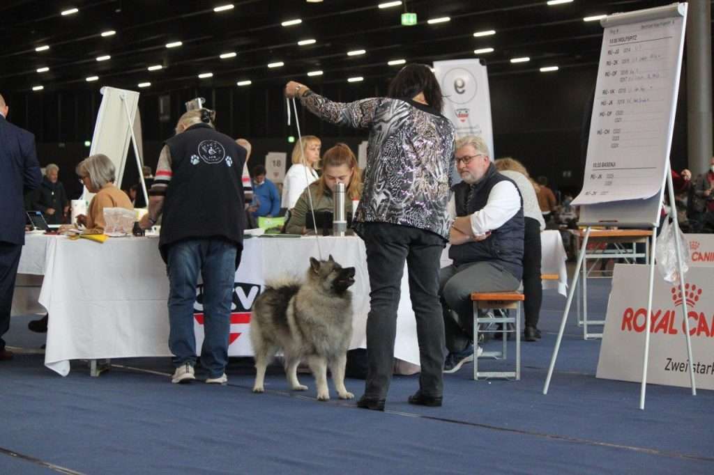 DOPPEL CACIB SALZBURG 2021, 23. & 24.10.2021