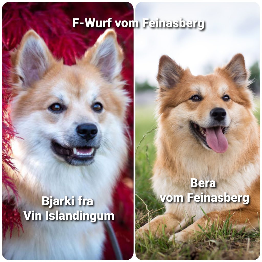 Wurfmeldung Zuchtstätte „vom Feinasberg“