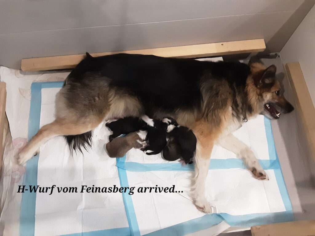  Wurfmeldung Zuchtstätte „Islandhunde vom Feinasberg“