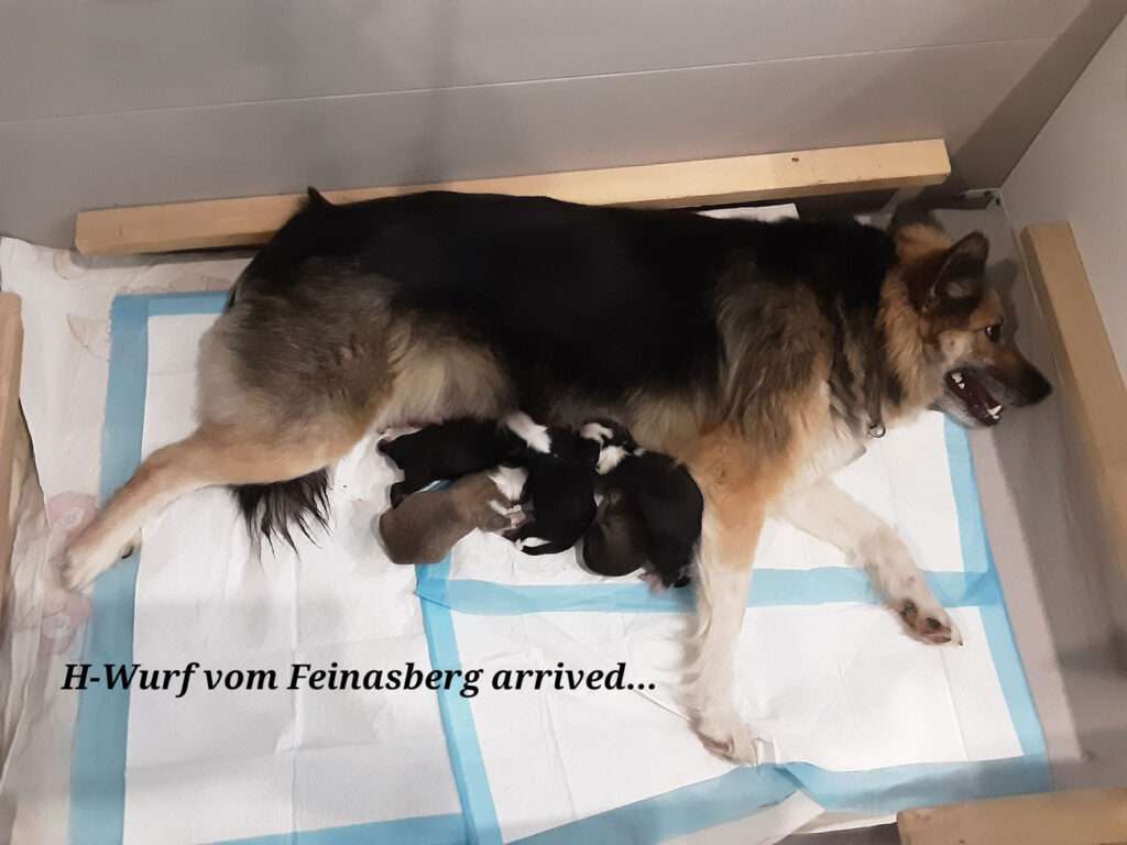 Wurfmeldung Zuchtstätte „Islandhunde vom Feinasberg“