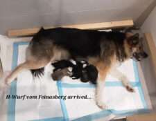  Wurfmeldung Zuchtstätte „Islandhunde vom Feinasberg“