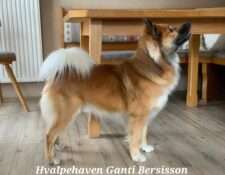  Hvalpehaven Ganti Bersisson