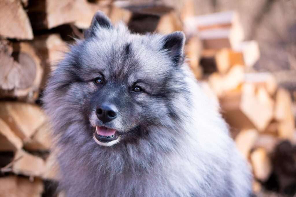  Austrian Amarouk´s Beloved Benno