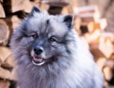  Austrian Amarouk´s Beloved Benno