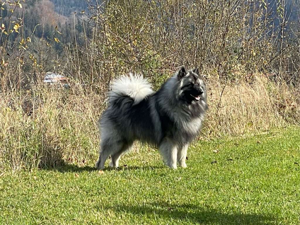VARO vom Daxstein