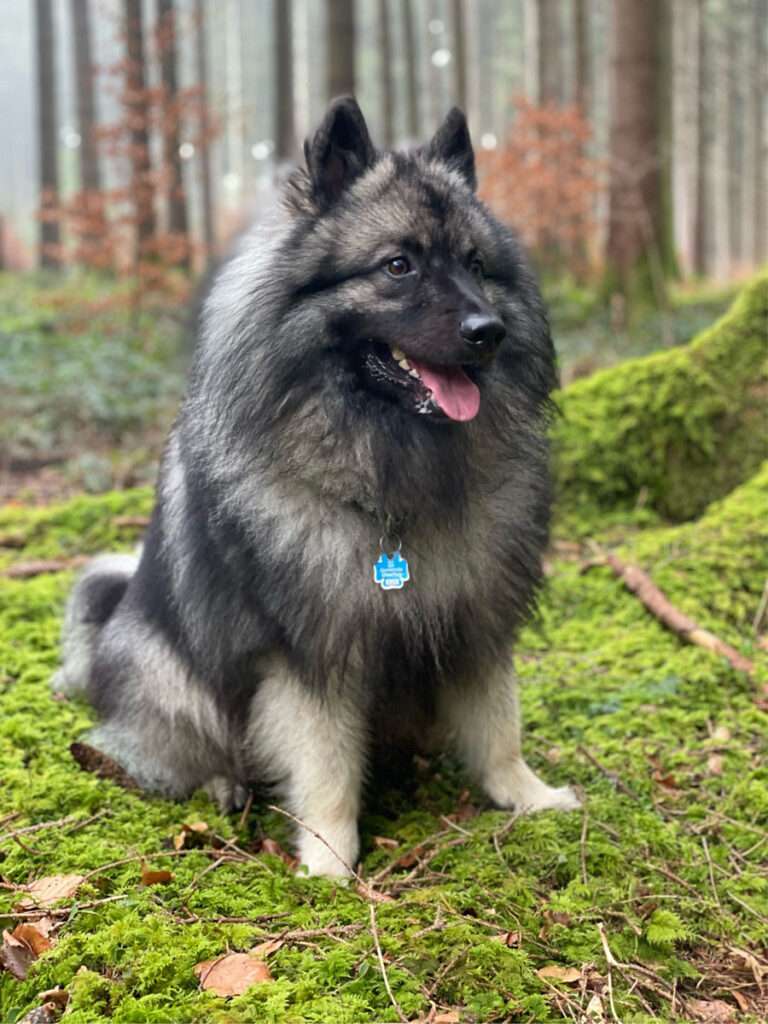 VARO vom Daxstein