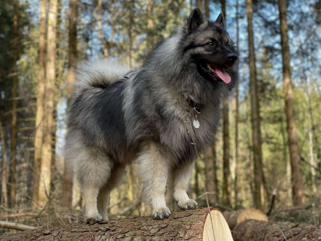  VARO vom Daxstein