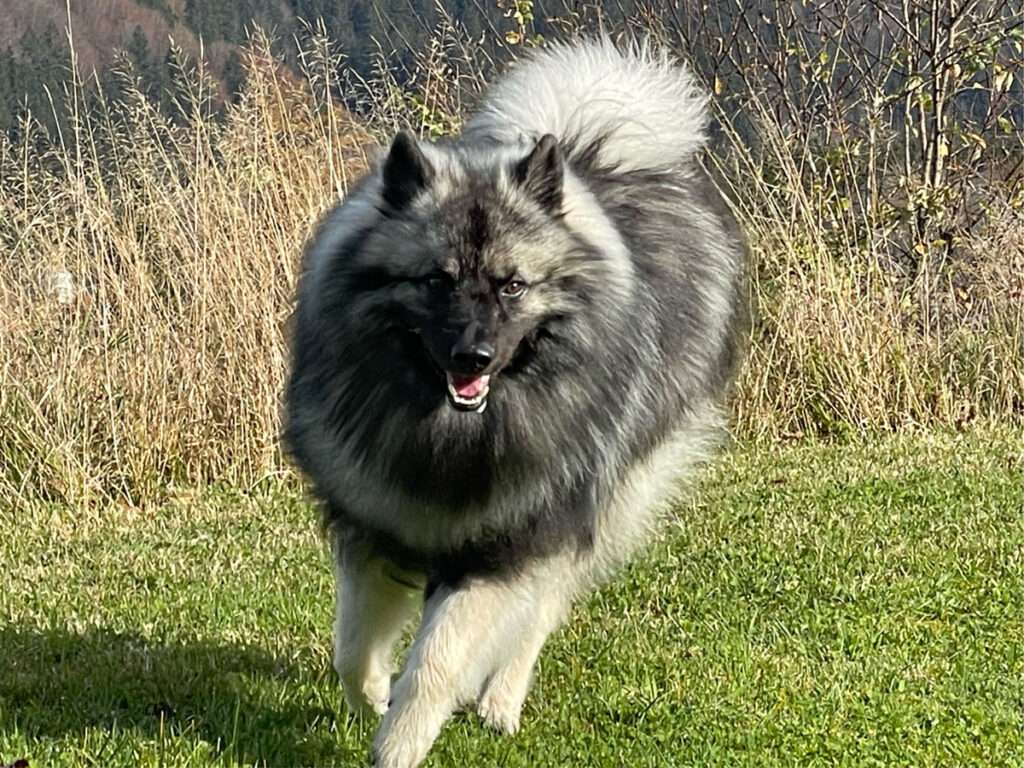 VARO vom Daxstein