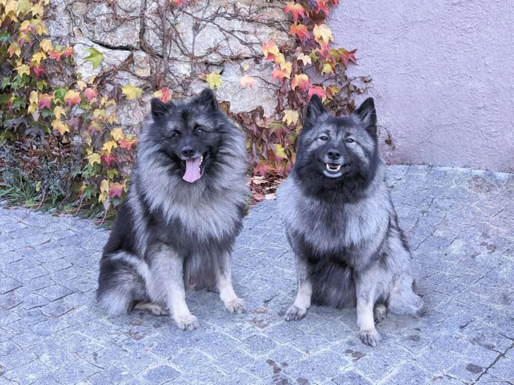 Deckmeldung Zuchtstätte „von der Riegerwiese“