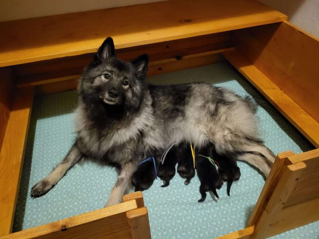  Wurfmeldung Zuchtstätte „von der Riegerwiese“