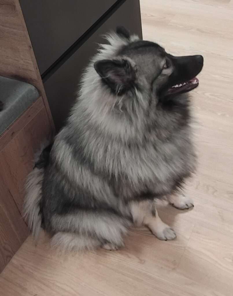 Finn vom Kranzlspitz sucht einen guten Platz fürs Leben!