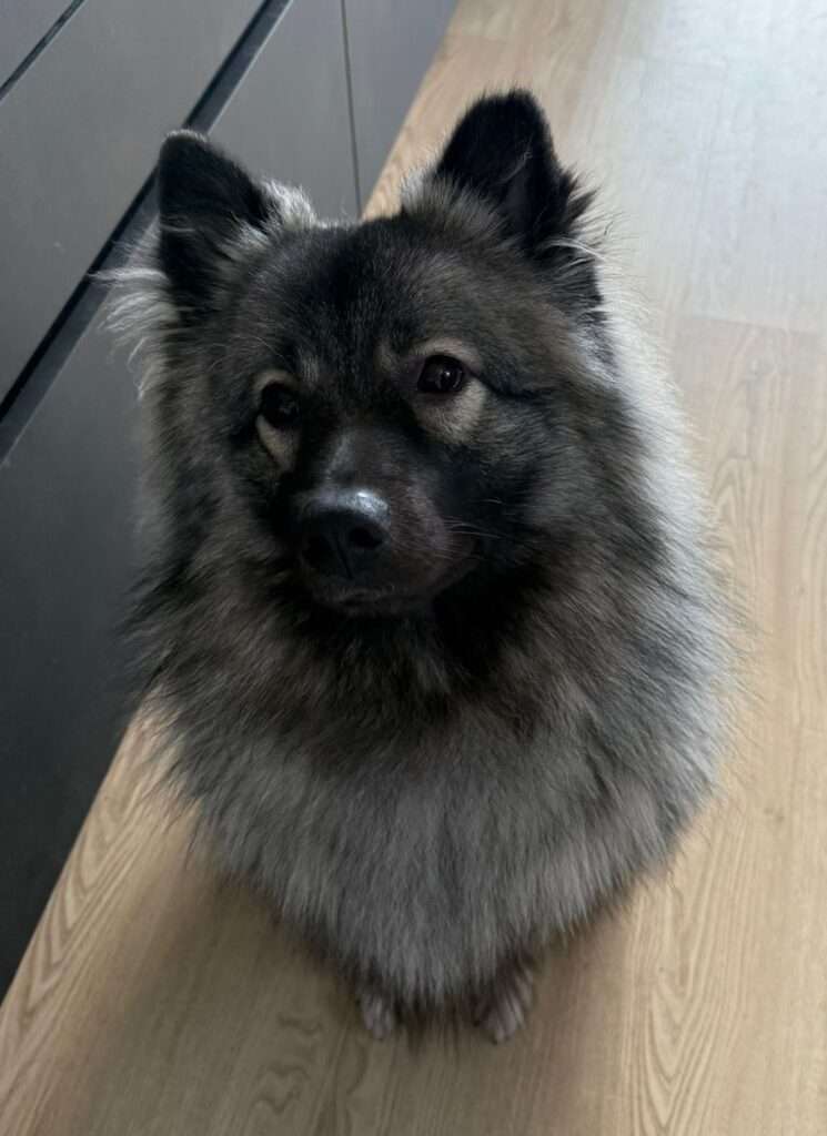 Finn vom Kranzlspitz sucht einen guten Platz fürs Leben!