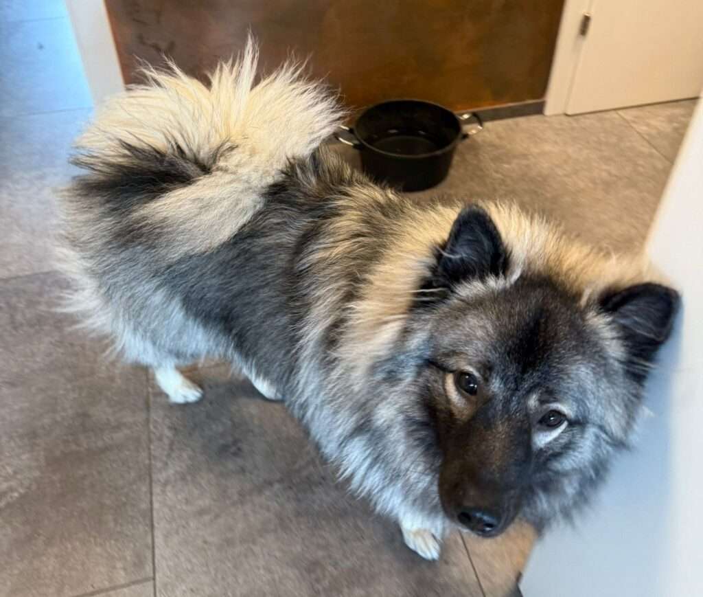 Finn vom Kranzlspitz sucht einen guten Platz fürs Leben!
