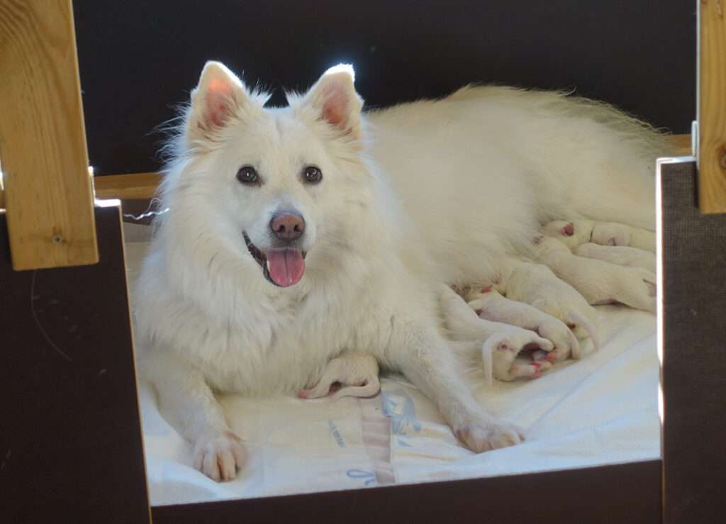  Wurfmeldung Zuchtstätte „vom Land der Franken“