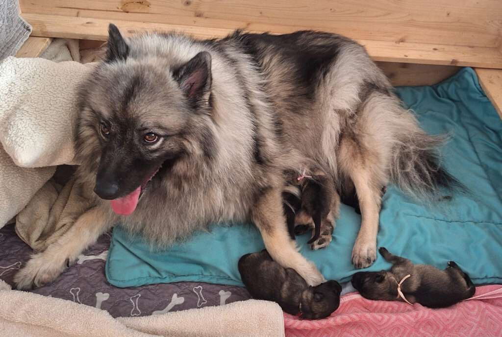  Wurfmeldung Zuchtstätte „vom Kranzelgarten“