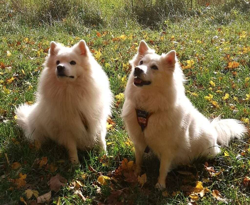 Deckmeldung Zuchtstätte "vom Land der Franken"