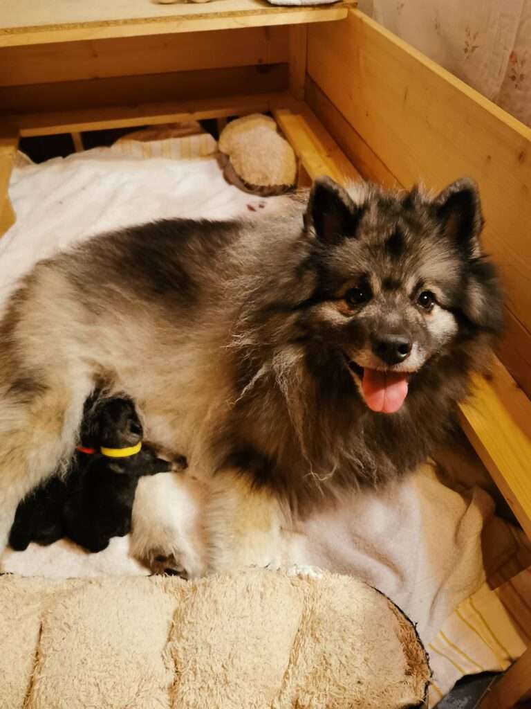  Wurfmeldung Zuchtstätte „Austrian Amarouk´s“