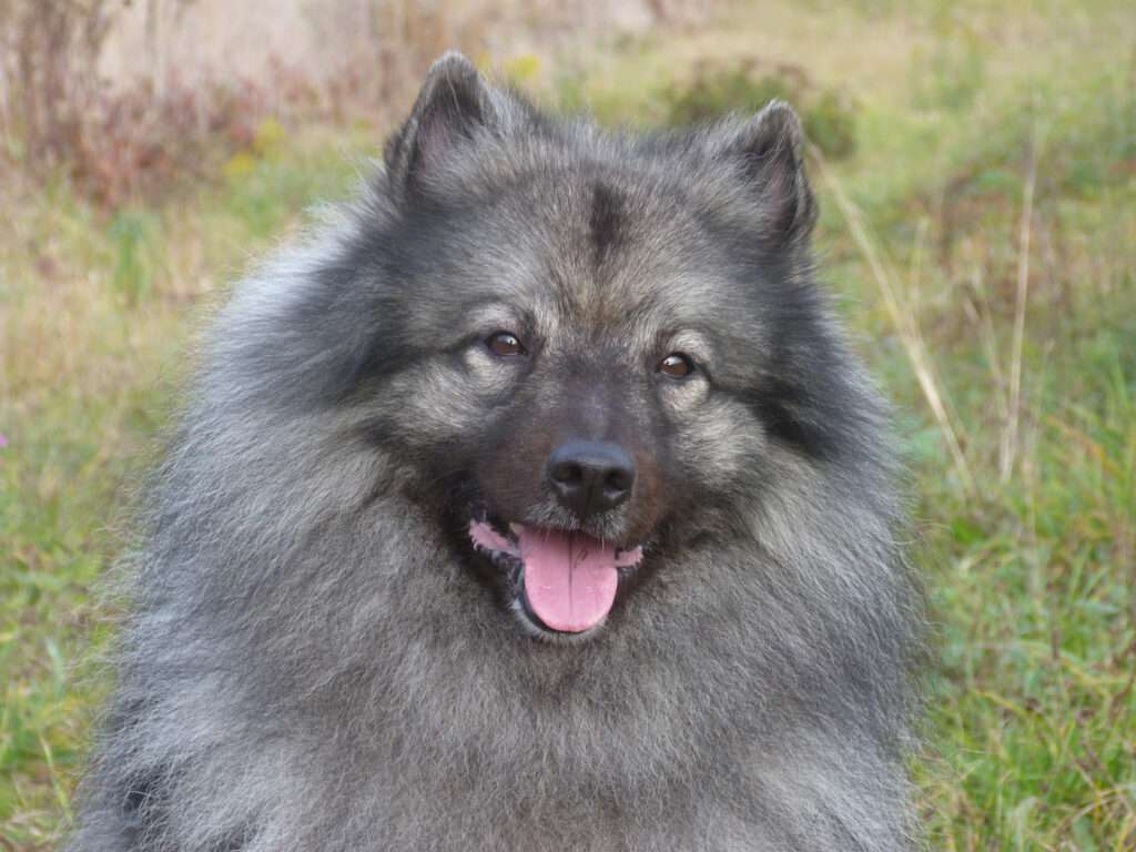 Deckmeldung Zuchtstätte „Austrian Amarouk´s“