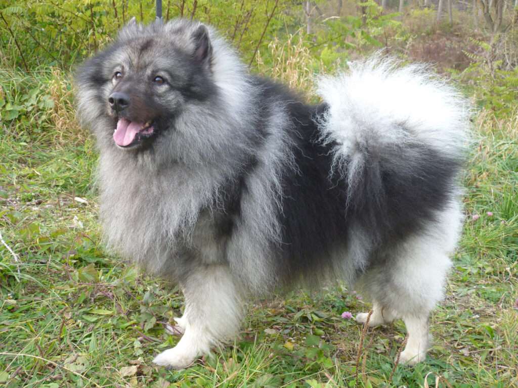 Deckmeldung Zuchtstätte „Austrian Amarouk´s“