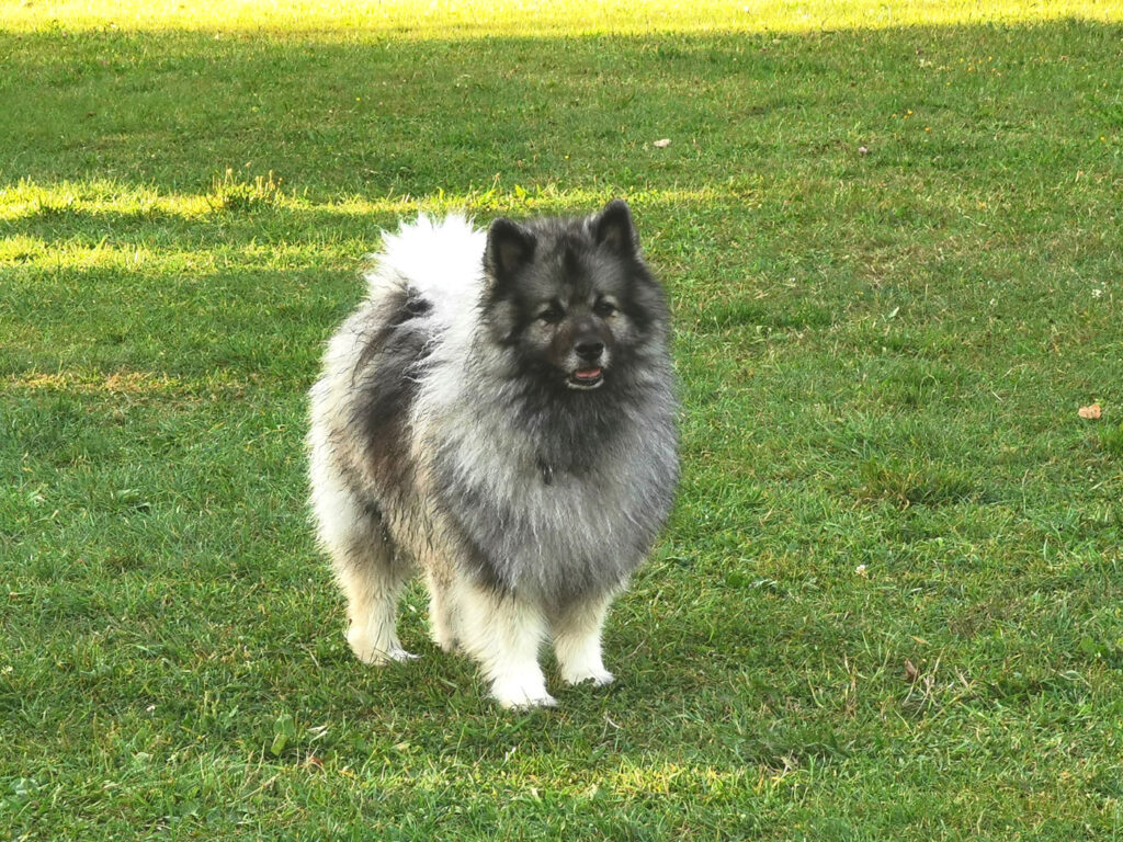 Deckmeldung Zuchtstätte „Austrian Amarouk´s“