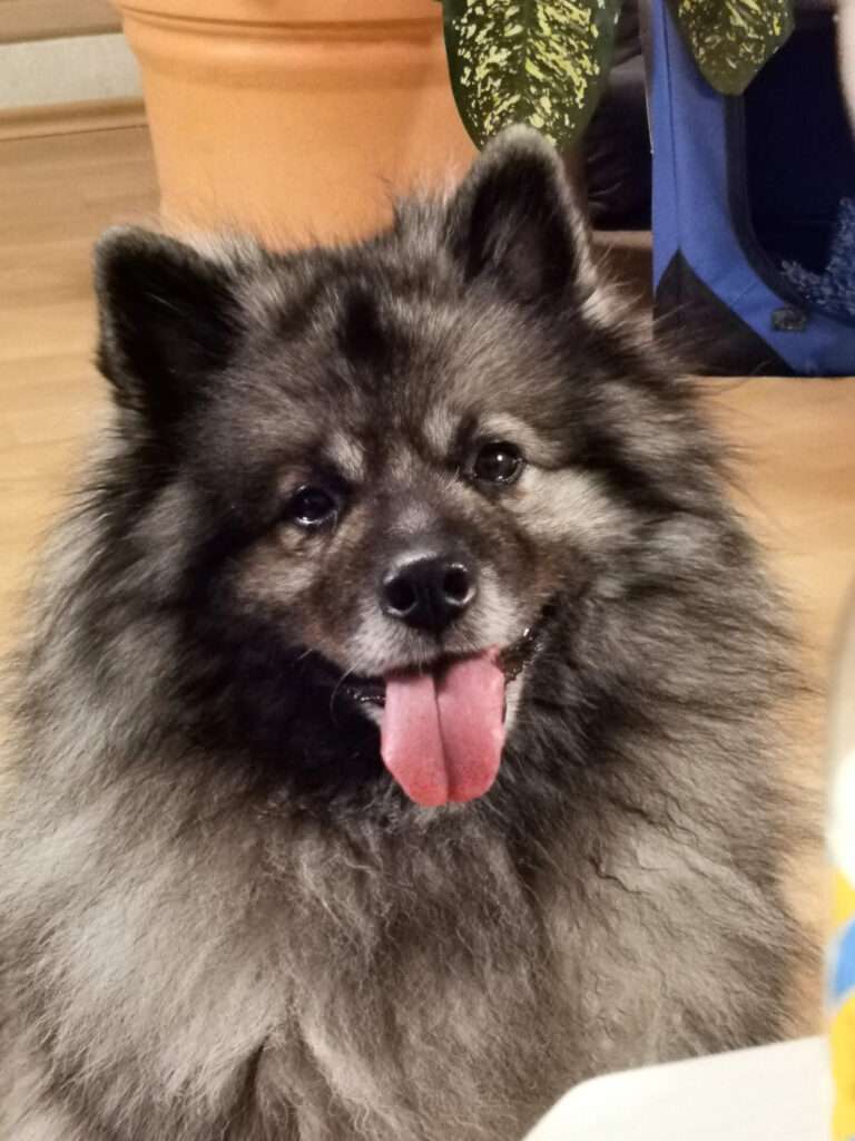 Deckmeldung Zuchtstätte „Austrian Amarouk´s“