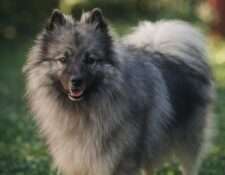  Austrian Amarouk’s Famous Franky Finn