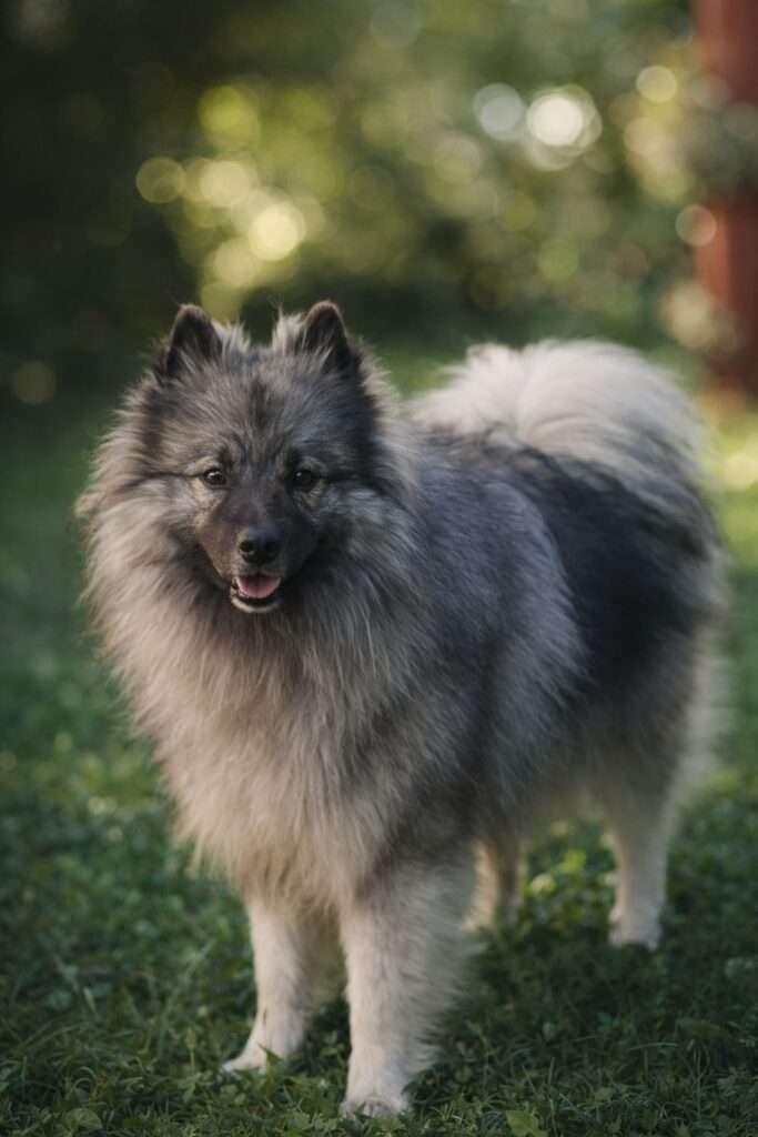  Austrian Amarouk’s Famous Franky Finn