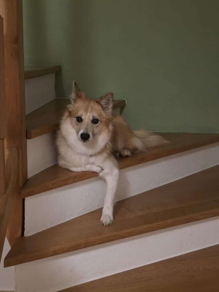 Austurrikis Finnja sucht ein liebevolles Zuhause 🐾