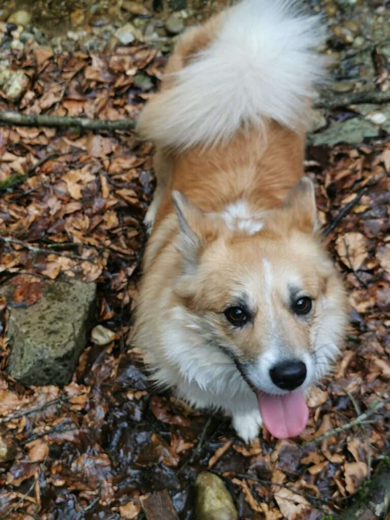 Austurrikis Finnja sucht ein liebevolles Zuhause 🐾