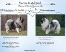  Deckmeldung Zuchtstätte „Moetica“