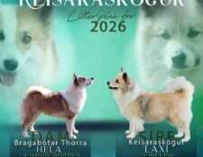  Deckmeldung Zuchtstätte „Keisaraskógur“