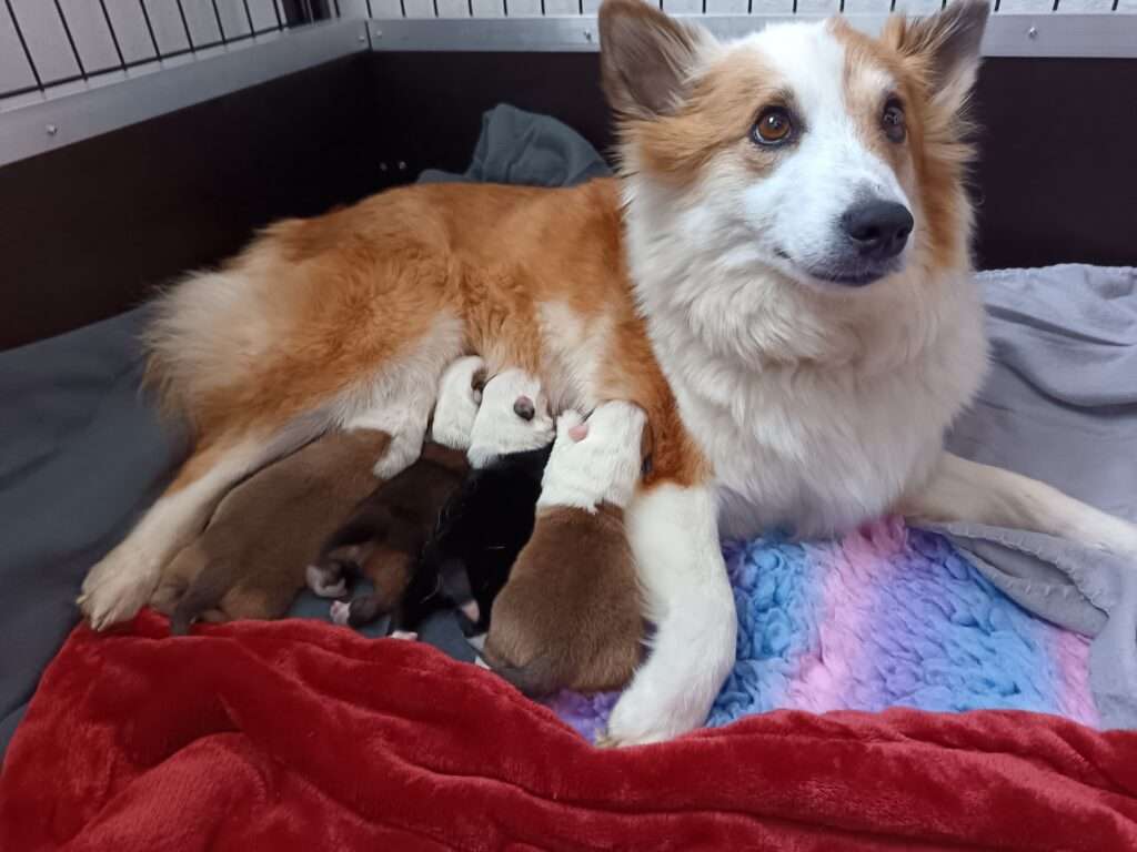  Wurfmeldung Zuchtstätte „Keisaraskógur“