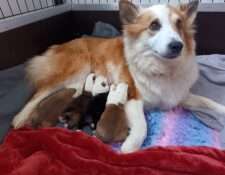  Wurfmeldung Zuchtstätte „Keisaraskógur“