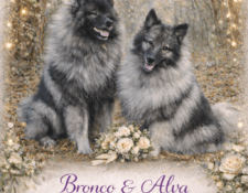  Deckmeldung Zuchtstätte „vom Föhrenwald“