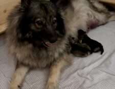  Wurfmeldung Zuchtstätte „vom Föhrenwald“