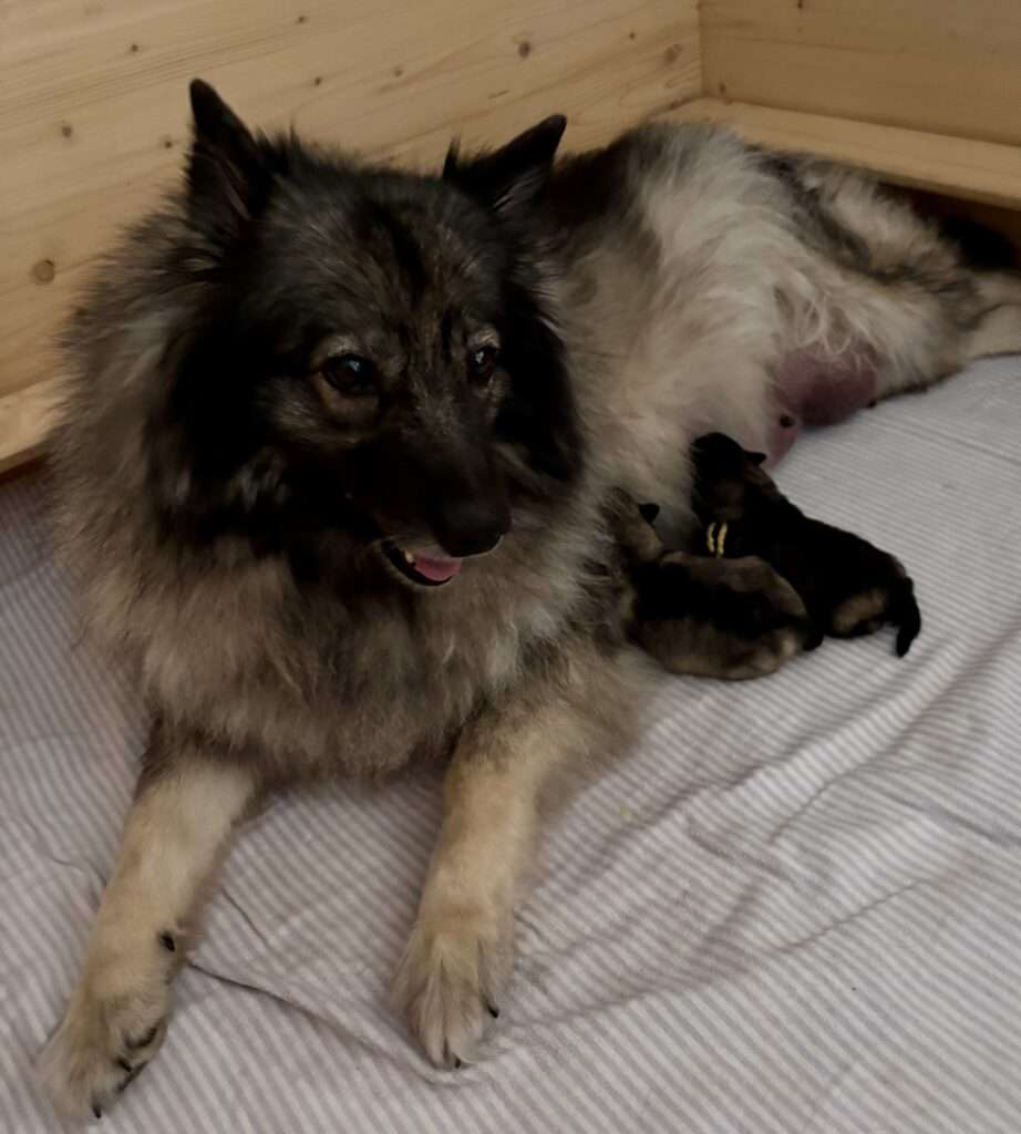  Wurfmeldung Zuchtstätte „vom Föhrenwald“